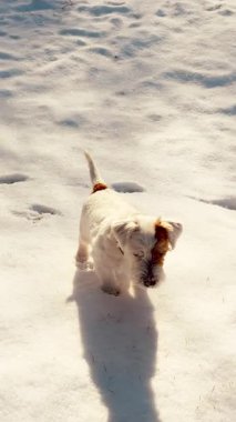 Sevimli 'nin dikey görüntüsü Jack Russell Terrier kış ormanında sahibiyle oyun sırasında bir kartopu yakalıyor. Eğlenceli anlar. Ağır çekim. Yakın çekim. Yüksek kalite 4k görüntü