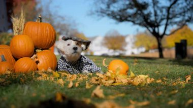 Şirin küçük çiftçi köpeği ekose gömlekli ve şapkalı Jack Russell Terrier güneşli bir günde bal kabaklarının yanında güzelce yatıyor. Yüksek kalite 4k görüntü