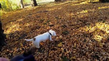 Jack Russell Terrier Banliyöde güneşli bir sonbahar gününde yürüyor. Geniş görüş açısı. Yüksek kalite 4k görüntü