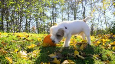 Küçük beyaz köpek güneşli bir günde açık yeşil çimlerde balkabağını ısırıyor. Yüksek kalite 4k görüntü