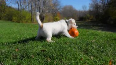 Küçük köpek güneşli bir günde açık yeşil çimlerde balkabağını heyecanla yakalıyor. Yüksek kalite 4k görüntü