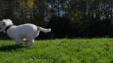 Küçük köpek güneşli bir günde açık yeşil çimlerde küçük bir balkabağını heyecanla kovalıyor. Yüksek kalite 4k görüntü