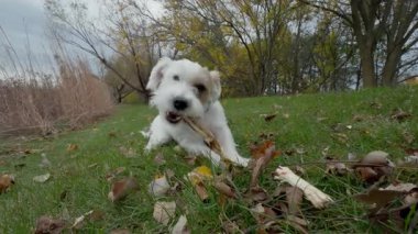 Köpek Jack Russell, güneşli bir sonbahar gününde yeşil çimlerin üzerinde tahta bir sopayla dışarıda oynuyor. Kapatın. Yüksek kalite 4k görüntü