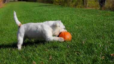 Küçük köpek güneşli bir günde açık yeşil çimlerde bir balkabağıyla heyecanlı bir şekilde oynuyor. Yüksek kalite 4k görüntü
