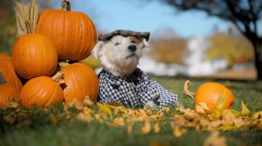 Ekose gömlekli şirin küçük çiftçi köpeği Jack Russell Terrier ve parlak güneşli bir günde balkabaklarının yanında güzel bir şapka yatıyor. Yüksek kalite 4k görüntü