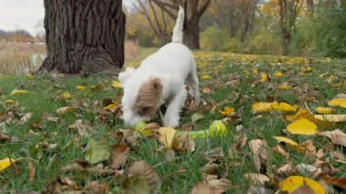 Köpek Jack Russell parlak bir sonbahar günü parkta kafasını sallarken oyuncağıyla oynuyor. Yüksek kalite 4k görüntü