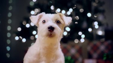 Jack Russell Terrier 'ın Noel ağacının altındaki portresi. Yüksek kalite 4k görüntü