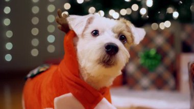 Noel hediyelerinin yanında Noel ağacının altında bayramlık ren geyiği kostümü giymiş Jack Russell Terrier 'ın portresi. Yüksek kalite 4k görüntü