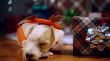 Noel hediyelerinin yanında Noel ağacının altında bayramlık ren geyiği kostümü giymiş Jack Russell Terrier 'ın portresi. Yüksek kalite 4k görüntü