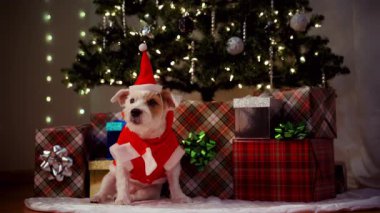 Noel kıyafetli şirin Jack Russell köpek yavrusu paketlenmiş hediyeler ve yanıp sönen Noel ışıkları. Kapatın. Yüksek kalite 4k görüntü