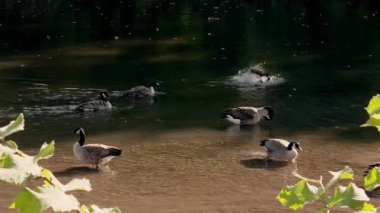 Ördekler nehirde yüzüyor. Ördek suda yükselir ve parlak yaz gününde yerel parkta kanatlarını çırpar. Yüksek kalite 4k görüntü