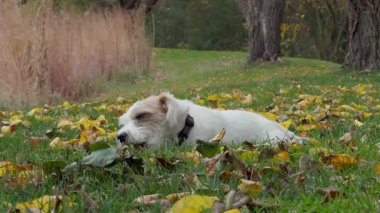 Güneşli bir sonbahar gününde yeşil çimlerde tahta bir sopayla dışarıda oynayan sevimli köpek Jack Russell. Kapatın. Yüksek kalite 4k görüntü
