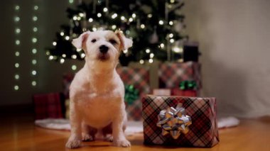 Noel ağacı ve hediye kutusunun altındaki Jack Russell Terrier 'ın portresi. Yüksek kalite 4k görüntü