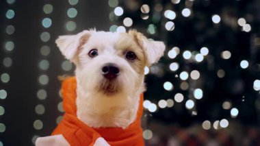 Jack Russell Terrier 'ın Noel ağacının altında Noel hediyesi olarak duran neşeli bir ren geyiği kostümü giymiş portresinin yakın görüntüsü. Yüksek kalite 4k görüntü