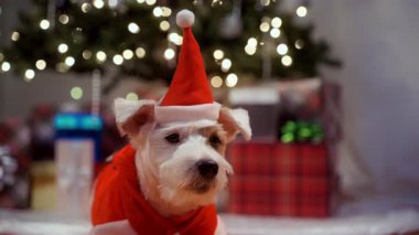 Şirin Jack Russell, tatil kıyafetleri içinde, hediye paketlerinin yanında ve parıldayan Noel ışıklarıyla. Yüksek kalite 4k görüntü
