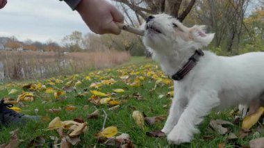 Şirin köpek Jack Russell, güneşli bir sonbahar gününde sahibiyle dışarıda yeşil çimlerin üzerinde tahta bir sopayla oynuyor. Kapatın. Yüksek kalite 4k görüntü