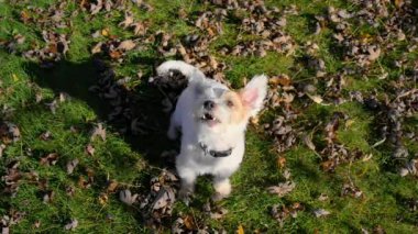 Küçük sevimli köpek Jack Russell, parlak sonbahar gününde oyuncağını almak için sabırsızlanıyor. Yüksek kalite 4k görüntü