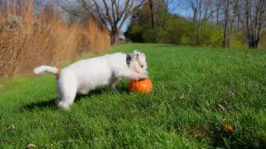 Küçük köpek güneşli bir günde açık yeşil çimlerde küçük bir balkabağı yakalıyor. Yüksek kalite 4k görüntü