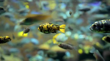 Sarı yüzgeçli balıklar resif ya da akvaryum gibi çeşitli mercanların yanında süzülüyorlar. Yüksek kalite 4k görüntü