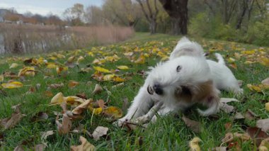 Şirin köpek Jack Russell, güneşli bir sonbahar gününde yeşil çimlerin üzerinde tahta bir sopayla dışarıda oynuyor. Kapatın. Yüksek kalite 4k görüntü