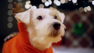 Jack Russell Terrier 'ın Noel ağacının altında Noel hediyesi olarak duran neşeli bir ren geyiği kostümü giymiş portresinin yakın görüntüsü. Yüksek kalite 4k görüntü