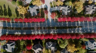 Canlı kırmızı ve sarı sonbahar ağaçlarıyla çevrili Beaut Scenic banliyö sokağının en alt sahnesi. Sıcak sonbahar renkleri güzel mevsimsel mahalleler, evler yaratır. Yüksek kalite 4k görüntü