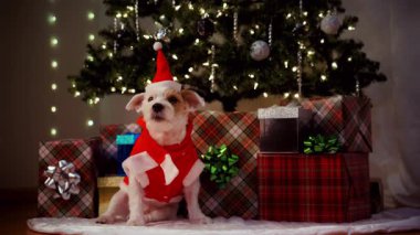 Şirin Jack Russell, tatil kıyafetleri içinde, hediye paketlerinin yanında ve parıldayan Noel ışıklarıyla. Yüksek kalite 4k görüntü