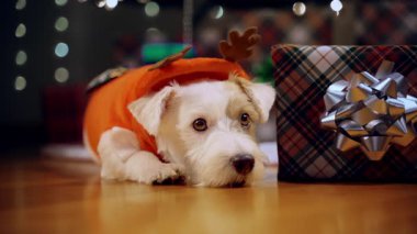 Noel hediyelerinin yanında Noel ağacı altında bayramlık ren geyiği kostümü giymiş Jack Russell Terrier 'ın portresi. Kapatın. Yüksek kalite 4k görüntü