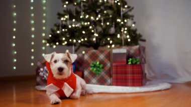 Noel hediyelerinin yanında Noel ağacı altında bayramlık ren geyiği kostümü giymiş Jack Russell Terrier köpeği yatıyor. Yüksek kalite 4k görüntü