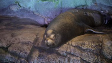 Hayvanat bahçesinde ya da akvaryumda kayalık bir yüzeyde huzur içinde dinlenen bir deniz aslanı. Gözleri kapalı ve vücudu rahatlamış durumda. Yüksek kalite 4k görüntü