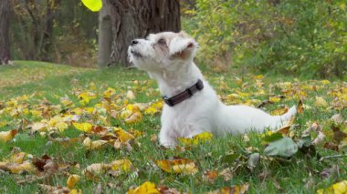 Küçük köpek Jack Russell, parlak sonbahar gününde parkta oyuncağıyla oynarken patisini kaldırarak avcılık pozisyonunda duruyor. Yüksek kalite 4k görüntü