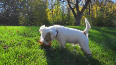 Küçük köpek güneşli bir günde açık yeşil çimlerde küçük bir balkabağını ısırıyor. Yüksek kalite 4k görüntü