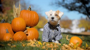 Küçük şirin çiftçi köpeği Jack Russell Terrier ekose gömlekli güneşli bir günde bal kabaklarının yanında oturuyor. Yüksek kalite 4k görüntü