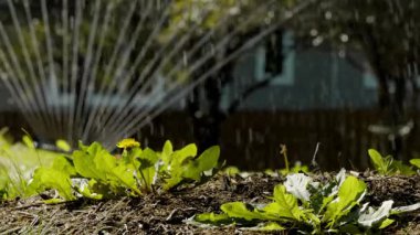 Sıcak bir günde banliyödeki evin yakınındaki bahçeyi sırayla sulamak. Yavaş çekim. Yüksek kalite 4k görüntü