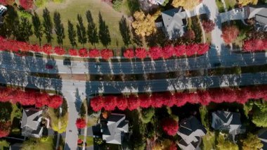 Parlak kırmızı ve sarı sonbahar ağaçlarıyla çevrili Beaut Scenic banliyö caddesinin yukarıdan görüntüsü. Sıcak sonbahar renkleri güzel mevsimsel mahalleler, evler, hava manzarası yaratır. Yüksek kalite 4k görüntü