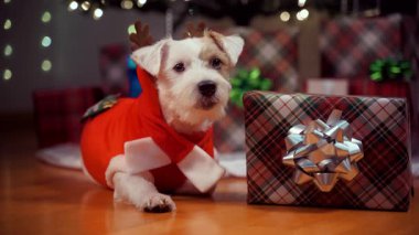 Noel hediyelerinin yanında Noel ağacının altında bayramlık ren geyiği kostümü giymiş Jack Russell Terrier 'in portresi. Yüksek kalite 4k görüntü