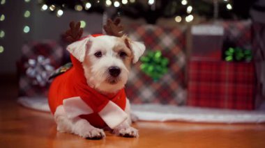 Noel hediyelerinin yanında Noel ağacı altında bayramlık ren geyiği kostümü giymiş Jack Russell Terrier 'ın portresi. Yüksek kalite 4k görüntü