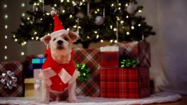 Noel kıyafetli şirin Jack Russell köpek yavrusu paketlenmiş hediyeler ve yanıp sönen Noel ışıkları. Yüksek kalite 4k görüntü