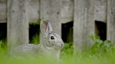 Bir tavşan ot yer ve çimlerin kenarında dinlenir. Yüksek kalite 4k görüntü