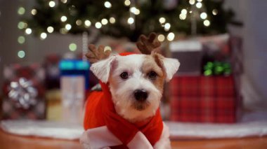 Noel kıyafetli şirin Jack Russell köpek yavrusu paketlenmiş hediyeler ve yanıp sönen Noel ışıkları. Kapatın. Yüksek kalite 4k görüntü