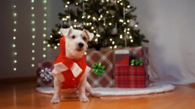 Noel hediyelerinin yanında Noel ağacının altında, ren geyiği kostümü giymiş Jack Russell Terrier 'ın portresi. Yüksek kalite 4k görüntü