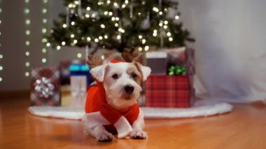 Noel hediyelerinin yanında Noel ağacı altında kostüm giymiş Jack Russell Terrier 'ın portresi. Yüksek kalite 4k görüntü