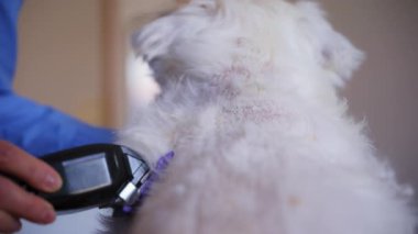 Köpek tımarını yakından izlemek, kadın tımarcısı Jack Russell Terrier 'ın köpek tüylerini kesmek. Yüksek kalite 4k görüntü
