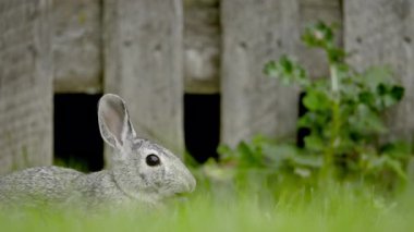 Bir tavşan otları yiyor ve kaçıyor. Yüksek kalite 4k görüntü