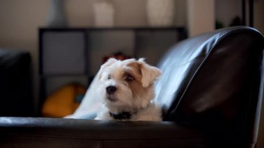 Köpek Jack Russel kanepede oturur ve efendiye bakar, evin içine bakar. Yüksek kalite 4k görüntü