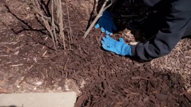 Bahçıvan çam kabuğuyla samanı yayar ve evin yakınındaki bitkileri besler. Bahçede mevsimlik işler. Peyzaj tasarımı. Bahçe düzenleme. - Evet. Yüksek kalite 4k görüntü