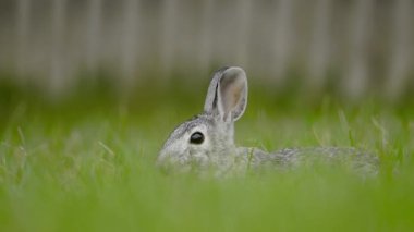 Bir tavşan otları yiyor ve sakince dinleniyor, kafasını gizliyor, böylece sadece kulaklar görülebiliyor. - Evet. Yüksek kalite 4k görüntü