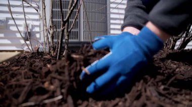 Bahçıvan çam kabuğuyla saman kapar ve evin yakınındaki bitkileri besler. Bahçede mevsimlik işler. Peyzaj tasarımı. Bahçe düzenleme. - Evet. Yüksek kalite 4k görüntü