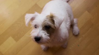 Köpek Jack Russel bekliyor ve efendisine bakıyor, evin içinde ateş etti. Yüksek kalite 4k görüntü