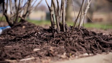 Bahçıvan çam kabuğuyla samanı yayar ve evin yakınındaki bitkileri besler. Bahçede mevsimlik işler. Peyzaj tasarımı. Bahçe düzenleme. - Evet. Yüksek kalite 4k görüntü